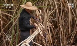 热点爆料甘蔗怎么做的视频,视频带你领略传统工艺魅力