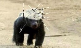 平头哥爆料视频,一窥科技圈幕后风云